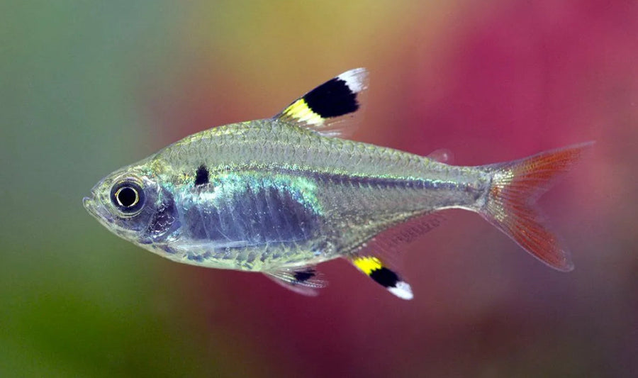 Pristella Maxillaris Tetra
