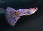Purple Varigated Dumbo Male Guppy