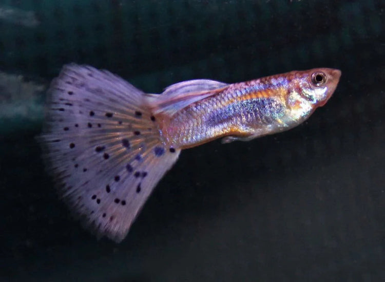 Purple Varigated Dumbo Male Guppy