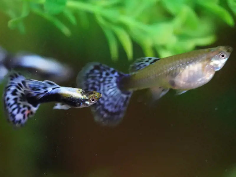 Purple Varigated Dumbo Male Guppy