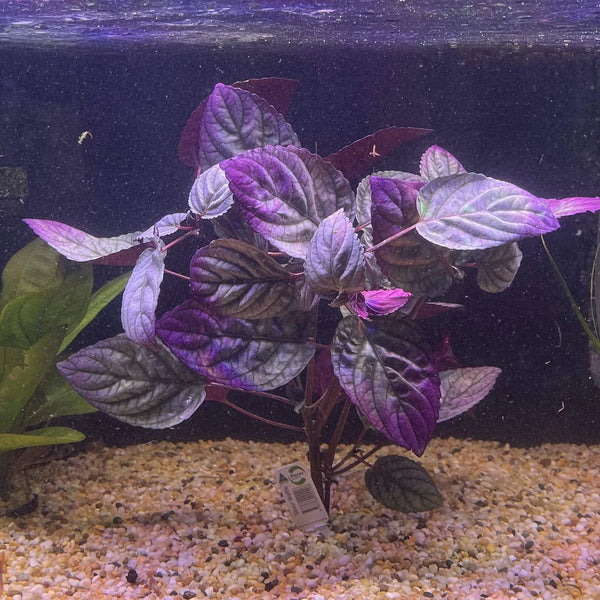 Purple Waffle Plant Bunched