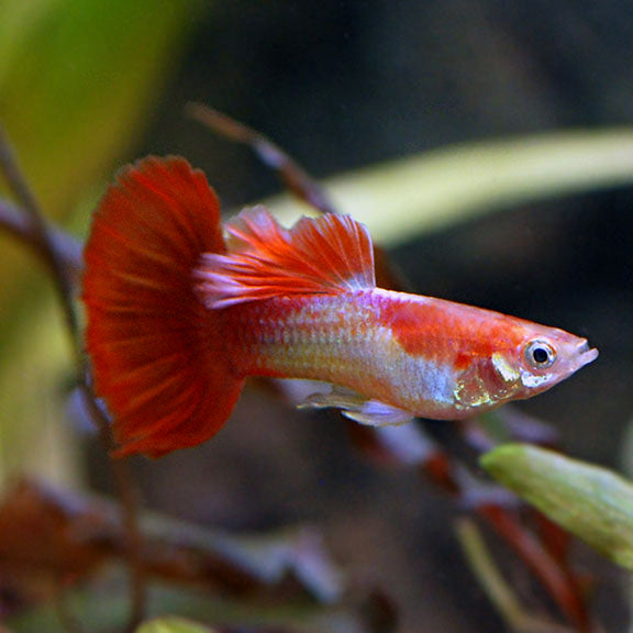 Red Blonde Tuxedo Guppy Male