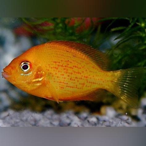 Red Chromide Cichlid