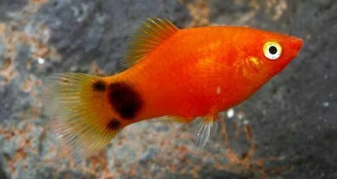 Red Crescent Platy