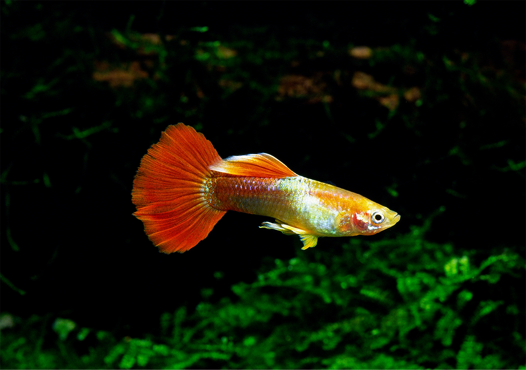 Red Flamingo Guppy Male