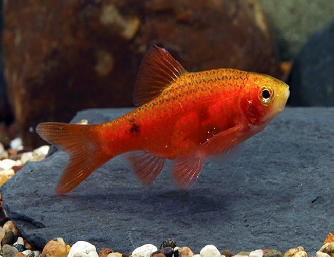 Red Glass Barb