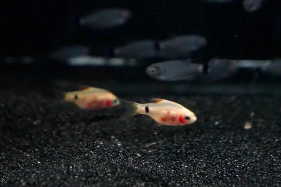 Red Glass Barb