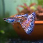 Red Grass Guppy Male