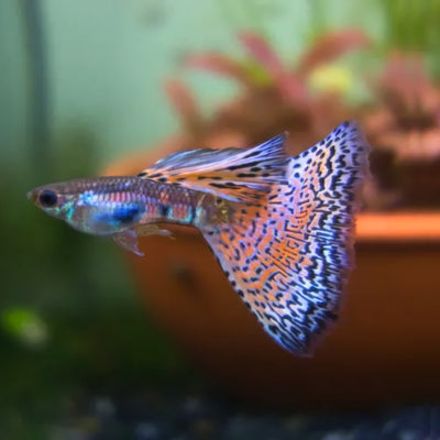Red Grass Guppy Male