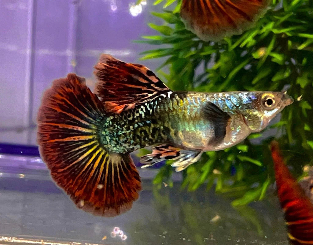 Red Halfmoon Guppy Male
