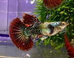 Red Halfmoon Guppy Male