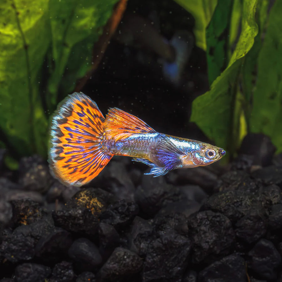 Red Halfmoon Guppy Male