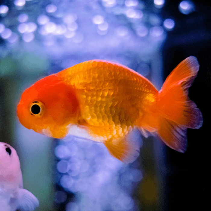Red Lionhead Goldfish | Goldfish | BlueRipple Aquatics – Blueripple ...