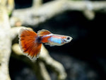 Red Queen Guppy Male