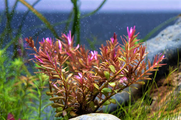 Red Rotala Rotundifolia Plant Bunched