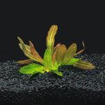 Red Rubin Sword Potted