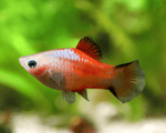 Red Top White Crescent Platy