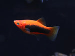 Red Tuxedo Platy