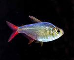 Red & Blue Colombian Tetra