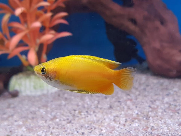 Red Gold Honey Gourami