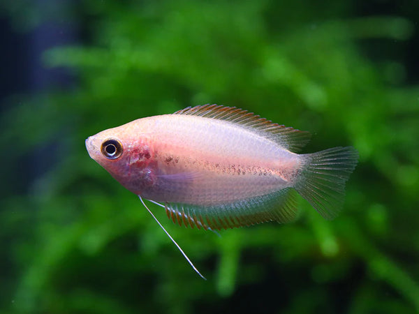 Red Honey Gourami