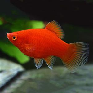 Red Platy