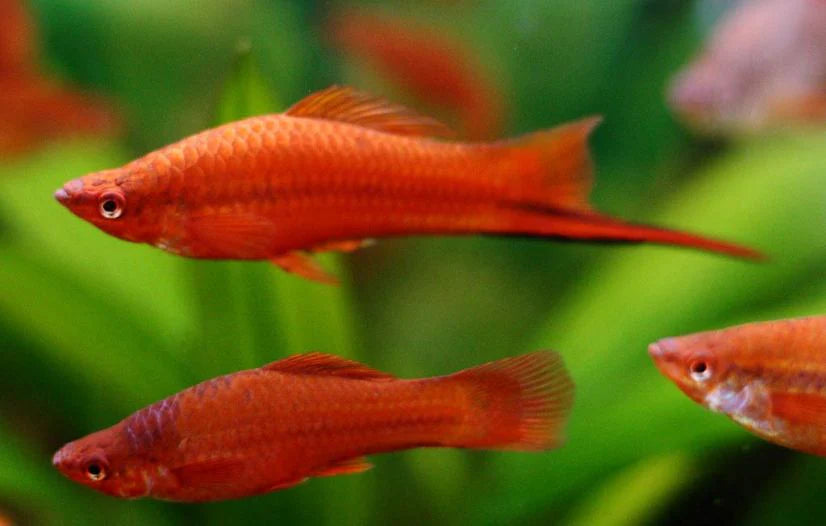Red Swordtail