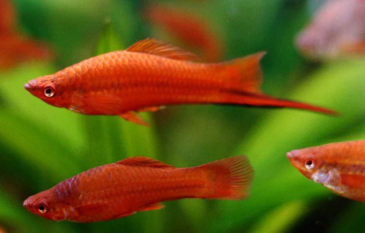 Red Swordtail