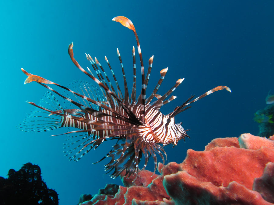 Black Volitan Lionfish - Medium