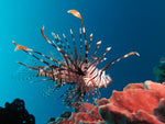 Black Volitan Lionfish - Medium product photo 1