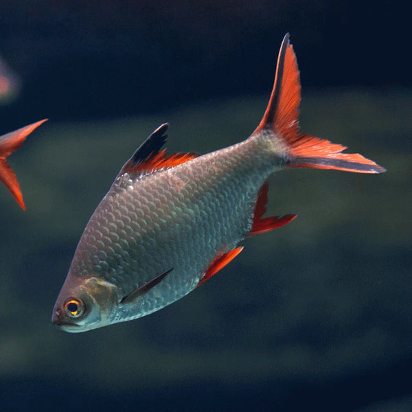 Redtail Tinfoil Barb