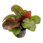 Reni Sword Plant Potted