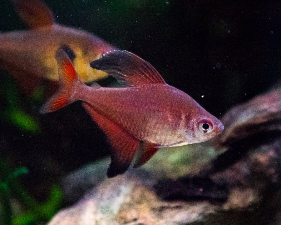 Robertsi Tetra