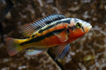 Rock Kribensis Cichlid
