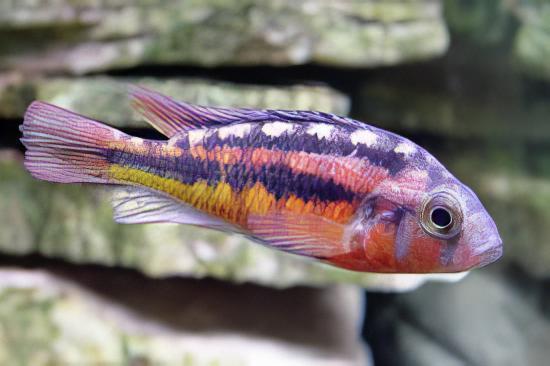 Rock Kribensis Cichlid
