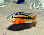 Rock Kribensis Cichlid