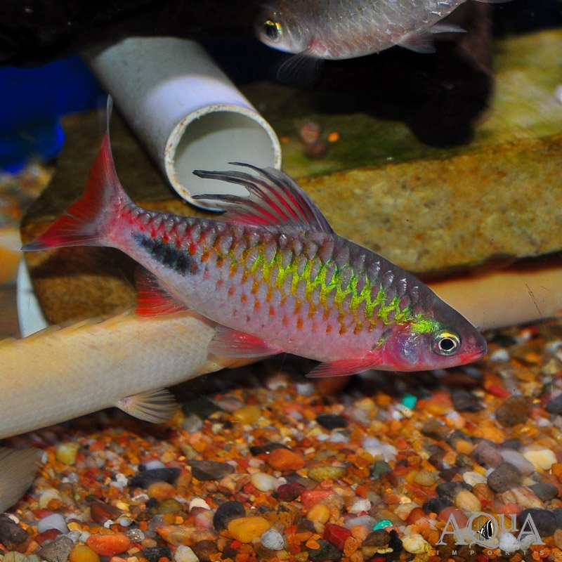 Rohan's Tear-Spot Barb