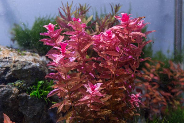 Rotala Macrandra Plant Bunched