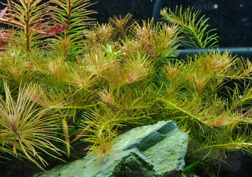 Rotala Nanjenshan Plant Bunched