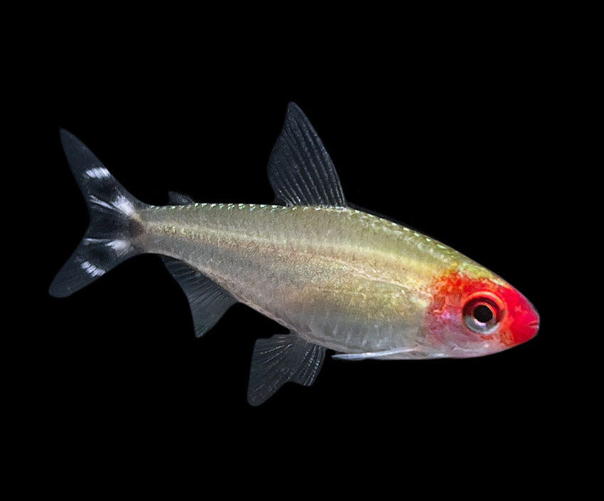 Rummynose Tetra