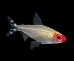 Rummynose Tetra