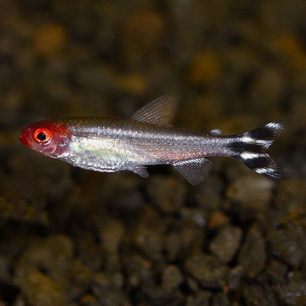 Rummynose Tetra