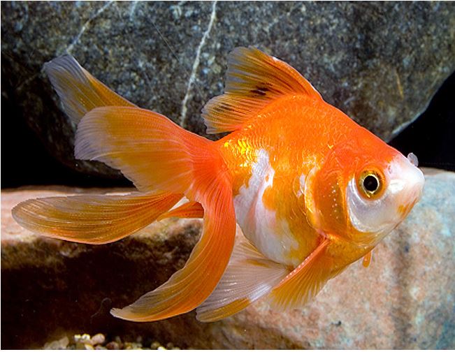 Assorted Ryukin Goldfish