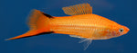 Marigold Twinbar Swordtail