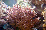 Burning Banana Stylophora Coral - Frag product photo 3