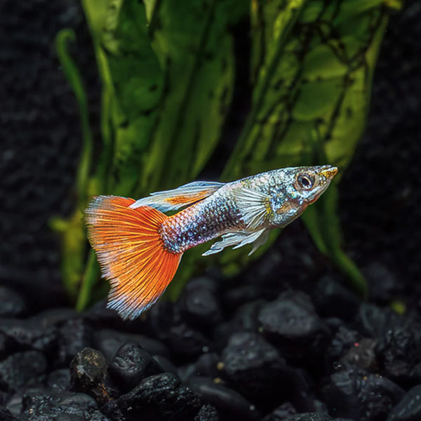 Santa Claus Dumbo Guppy Male