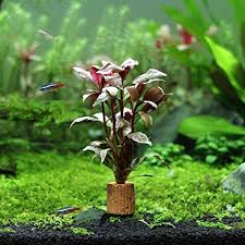 Scarlet Telanthera Plant Bunched