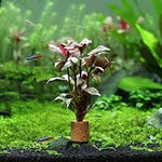 Scarlet Telanthera Plant Bunched