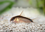 Skunk Corydoras