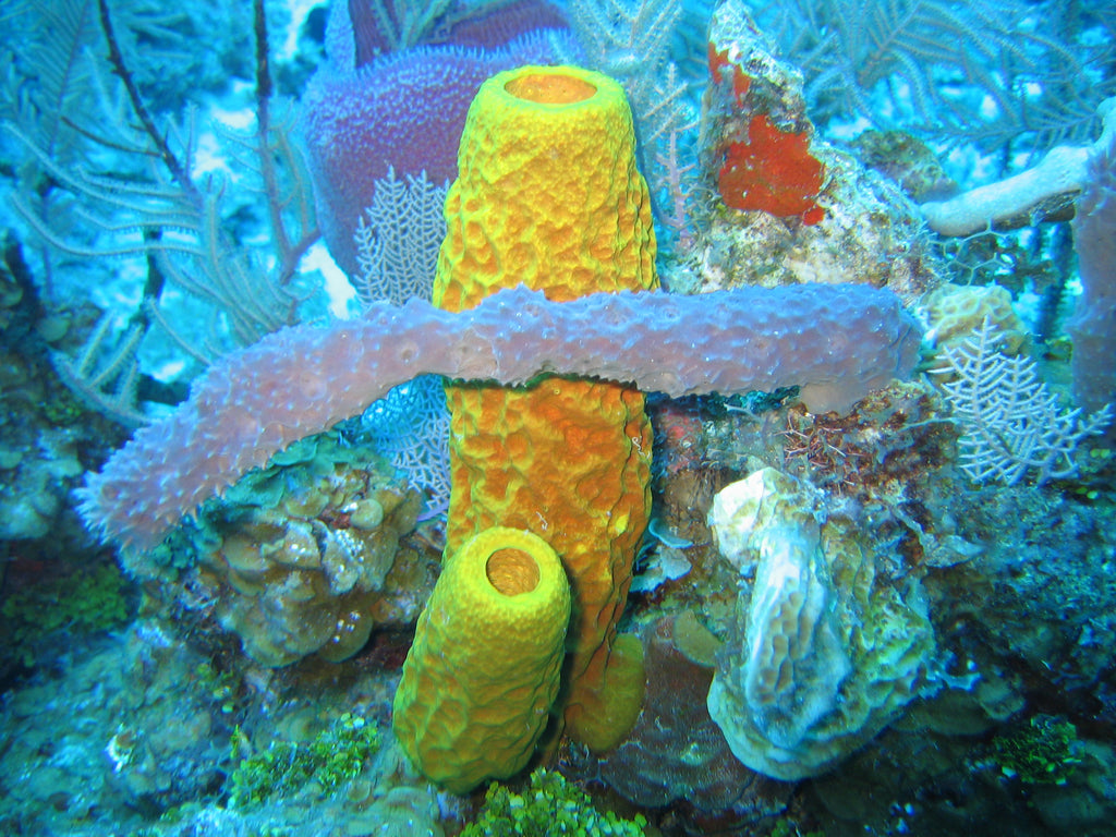 Electric Flame Scallop - Medium product photo 1